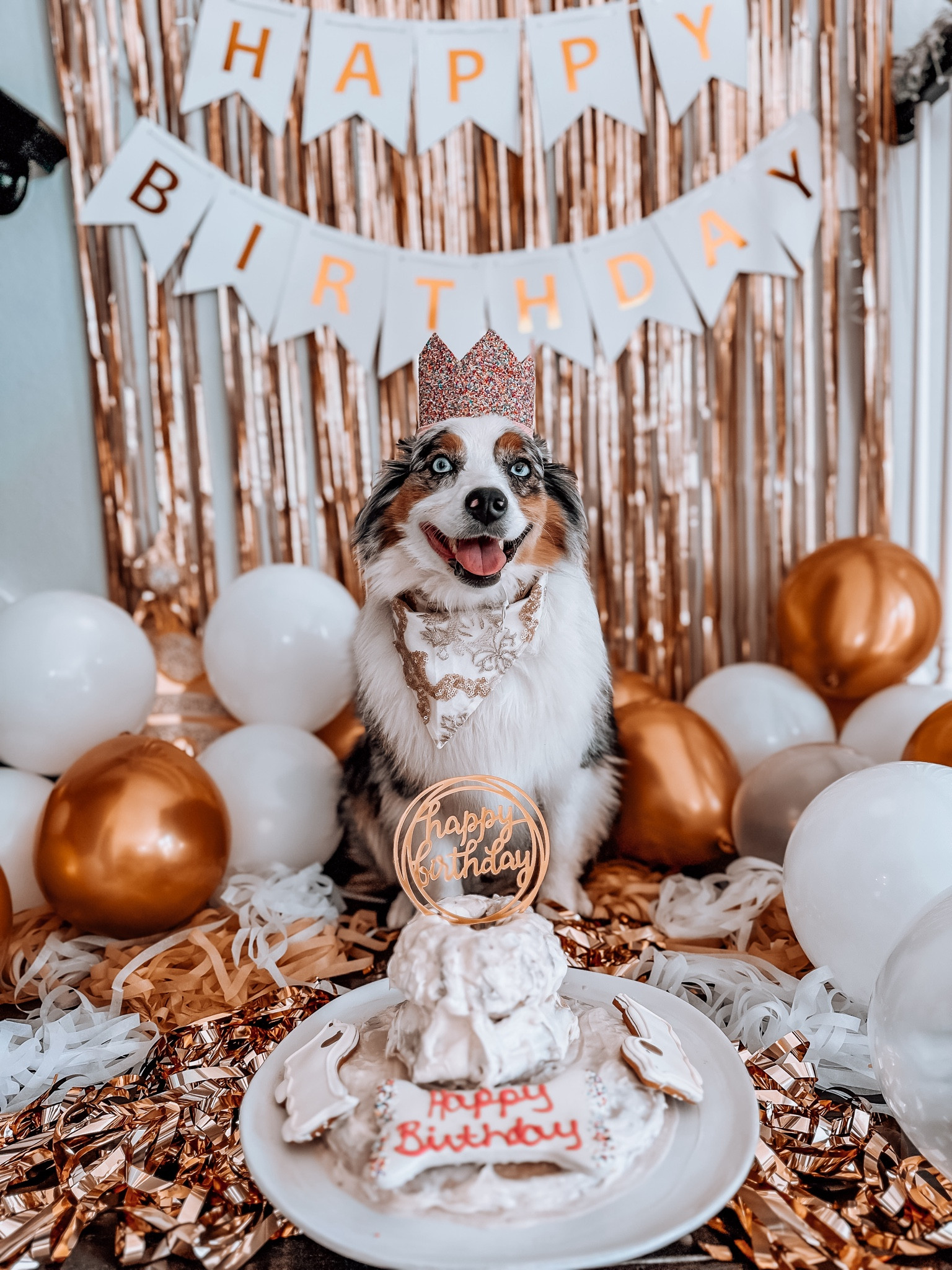 dog birthday party decor and essentials

#LTKGiftGuide #LTKparties #LTKfindsunder100