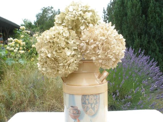 Real Dried Hydrangea Flowers 5 Extra Large Mopheads in Ecru - Etsy | Etsy (US)