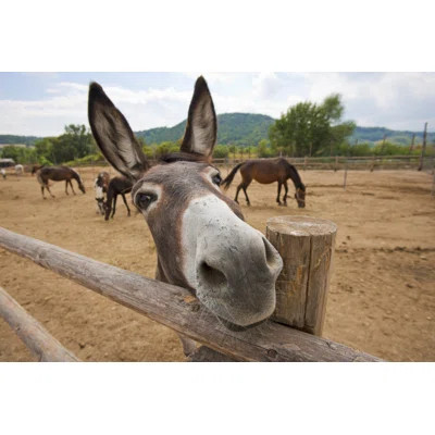 Funny Donkey by Yiorgosgr - Wrapped Canvas Photograph | Wayfair North America
