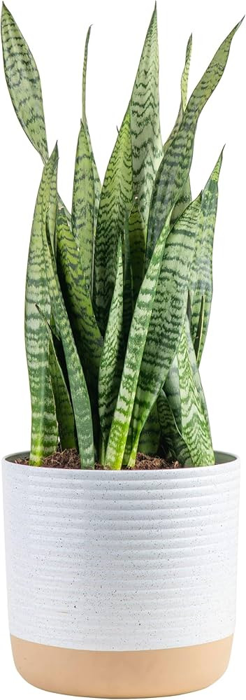 Costa Farms Snake Plant, Live Indoor and Outdoor Sansevieria Plant, Easy Care Tropical Houseplant... | Amazon (US)