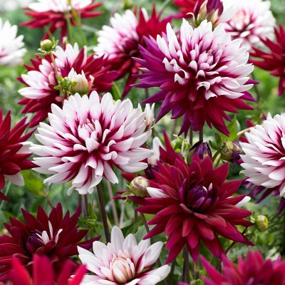 Van Zyverden Set of 5 Dahlias Rebecca's World Bulbs | Target