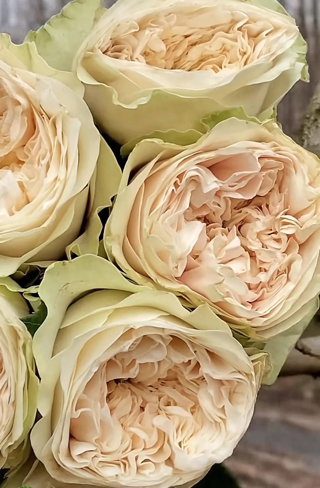 Jillian WANS Florist Shrub Rose, 吉莉安, 2-year-old Plant, Long-lasting Cut Rose | Etsy (US)