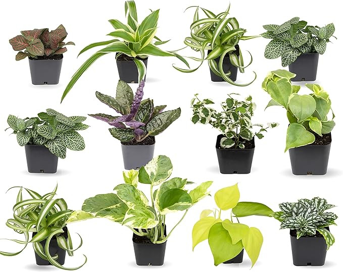 Easy to Grow Houseplants (12 Pack) Live House Plants in Plant Containers, Growers Choice Plant Se... | Amazon (US)