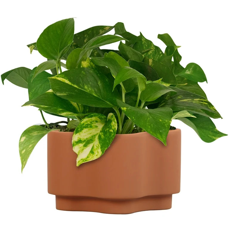 Mainstays 8in Gemeni Terra Planter, Terracotta | Walmart (US)