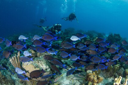 PADI Open Water Diver Course at Blue Bay Dive - Curacao | Expedia | Expedia (US)