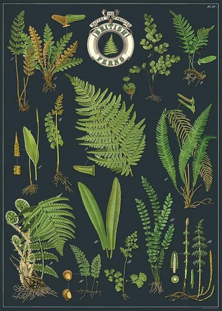 Cavallini & Co. British Ferns Decorative Paper Wrap- 20x28" Sheet | Amazon (US)