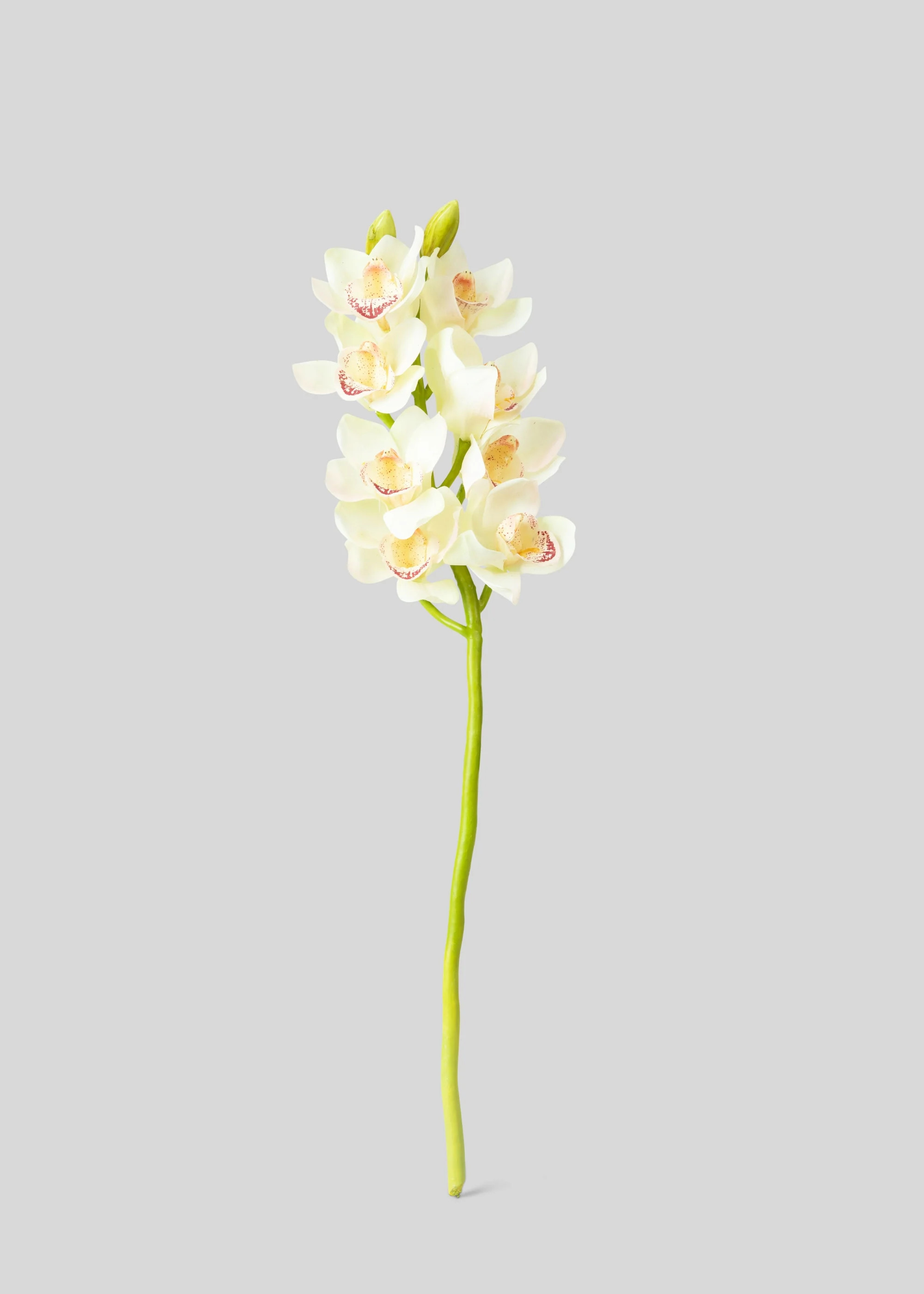 Cream and Burgundy Artificial Cymbidium Orchids - 28.5 | Afloral