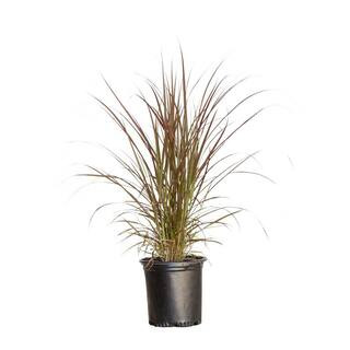 FLOWERWOOD 2.5 Qt. Purple Fountain Grass (Pennisetum Rubrum) - Live Perennial Ornamental Plant 21... | The Home Depot