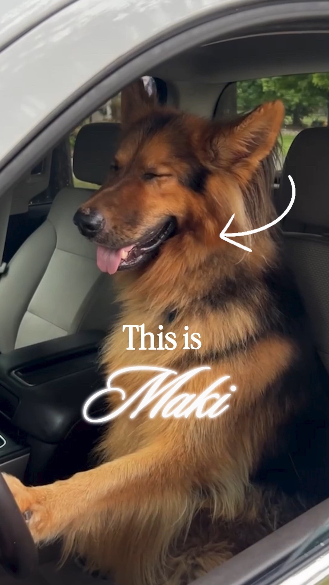 Thought Maki was just the main character? Nah… he’s also the co-owner of @bark’s new Bark in the Belly. Real chicken, no fillers, and 100% of the profits donated to help shelter dogs? Maki approves 🐶✔️

Plus enjoy 50% off your first bag when you sign up for a 6- or 12-month plan! 

#ad #barkpartner #barkcoowned #shopdog