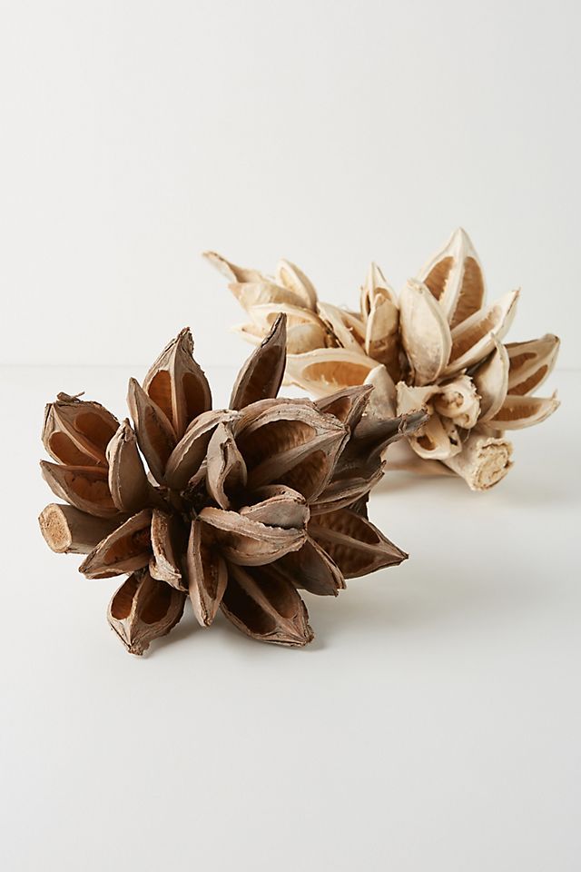 Bleached Dried Star Anise Pod | Anthropologie (US)