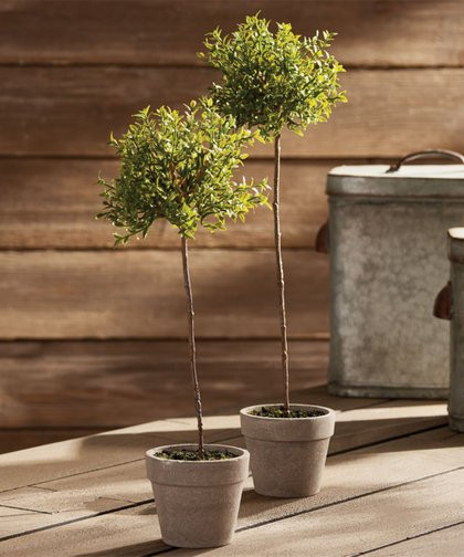 Porch & Petal 13'' Potted Thyme Topiary | Zulily