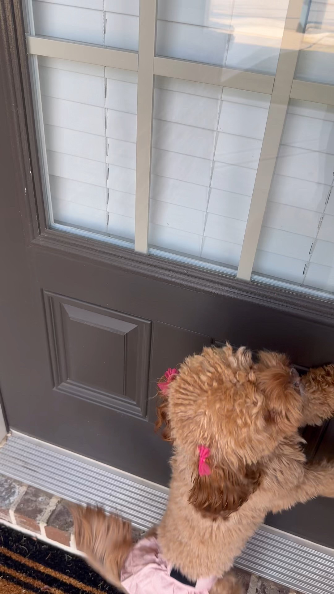Nova loves going to her Grammy’s house 🥹♥️

#LTKPets #LTKHome