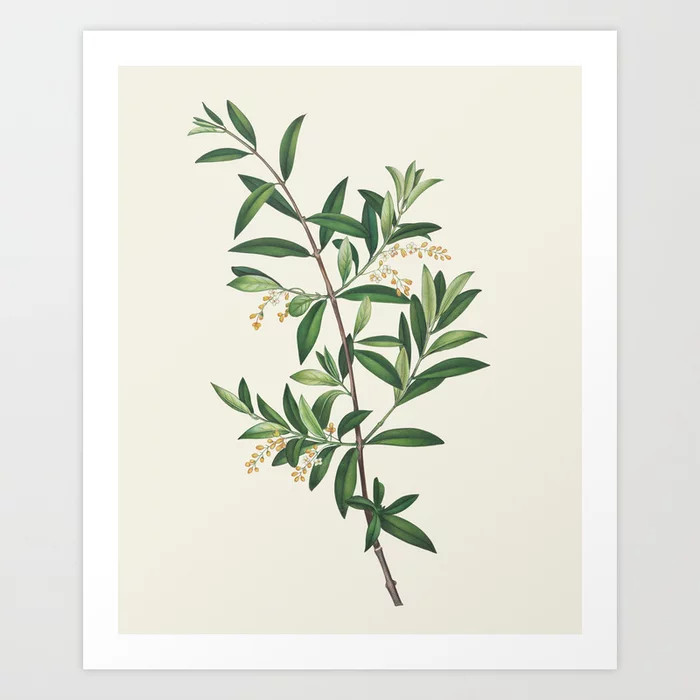 Botanical Collection - Olive Branch Art Print | Society6