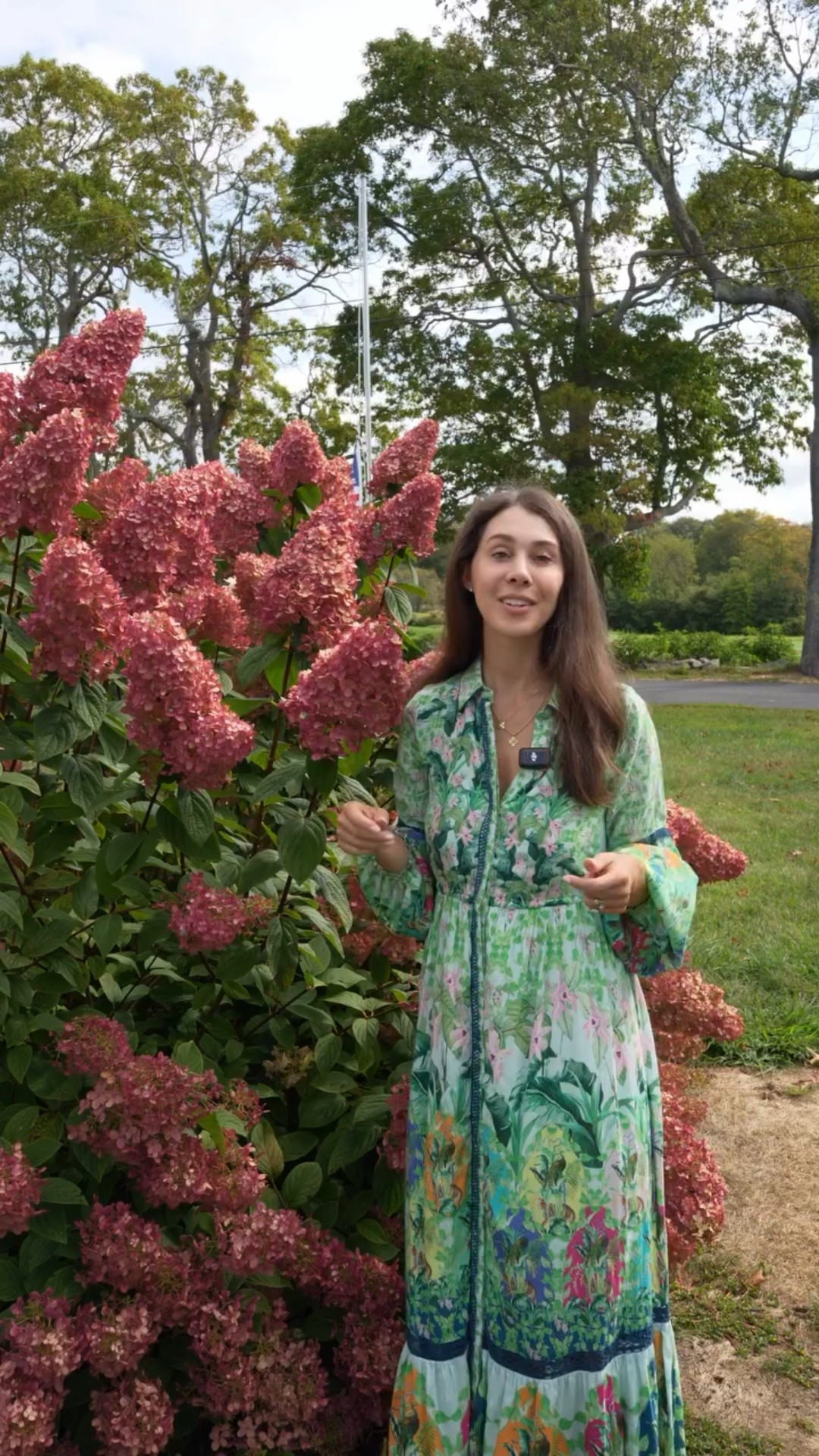 The nights are getting cooler and your hydrangea’s magical fall color change is putting on its full display! Panicle Hydrangeas will change color in the fall not as a result of the pH of the soil (that is their cousin, macrophylla and mountain hydrangeas) but as a result of the cooling nights. These temperature drops signal to the plant that it should mature the petals from creamy whites and pinks to deep reds. Not every plant will turn as deep of a pink as the hydrangea pictured. #hydrangea #fallcolors🍁🍂 #fallgardening #gardening101