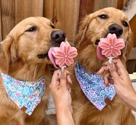 The perfect molds for dog treats ! Linking tons of other dog treat baking essentials. 

#LTKhome #LTKunder50