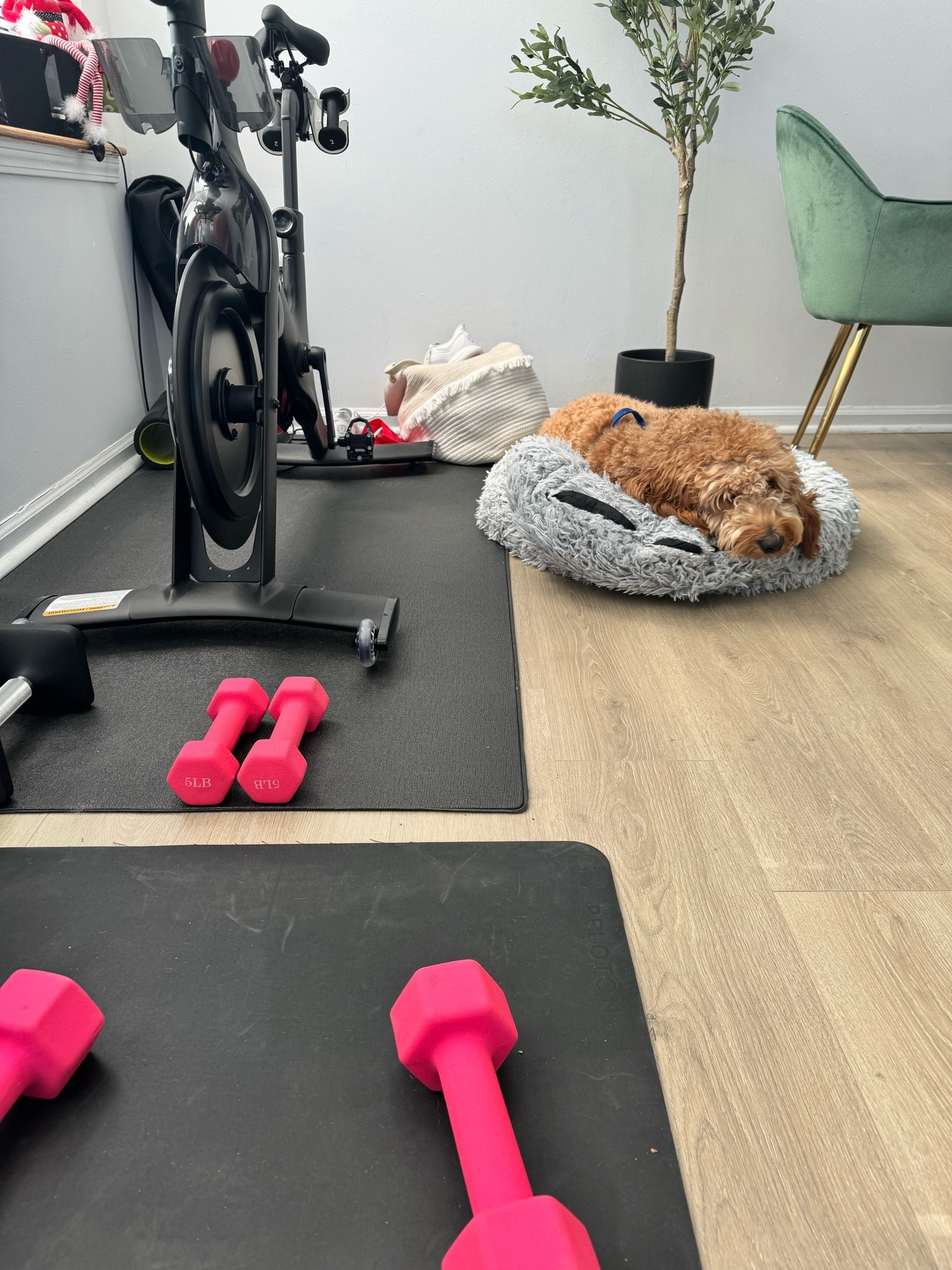 Todays workout buddy 

#LTKhome #LTKfitness