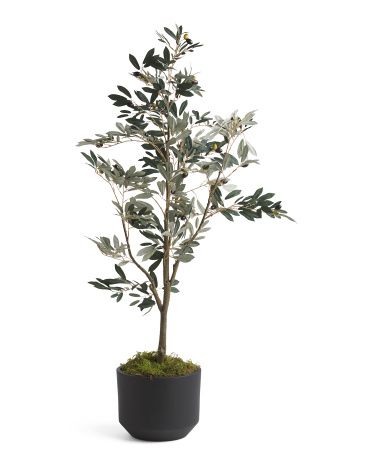 5ft Olive Tree In Matte Pot | TJ Maxx