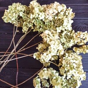 Preserved Dried Hydrangea Flowers,Dried Hydrangea,Green Color Hydrangea ,Floral Arrangement Weddi... | Etsy (US)