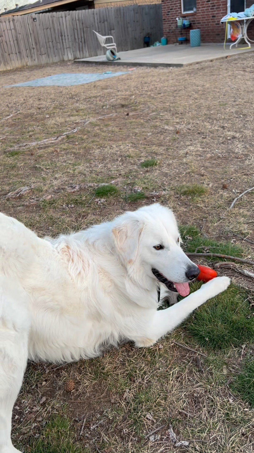 Titus goes crazy over this bento ball and never leaves it alone once I give it to him! I like to give this to him when I know he needs some stimulation or I have to study 🤣 I’ve ordered two of them and keep the treats stocked in the dog closet lol 