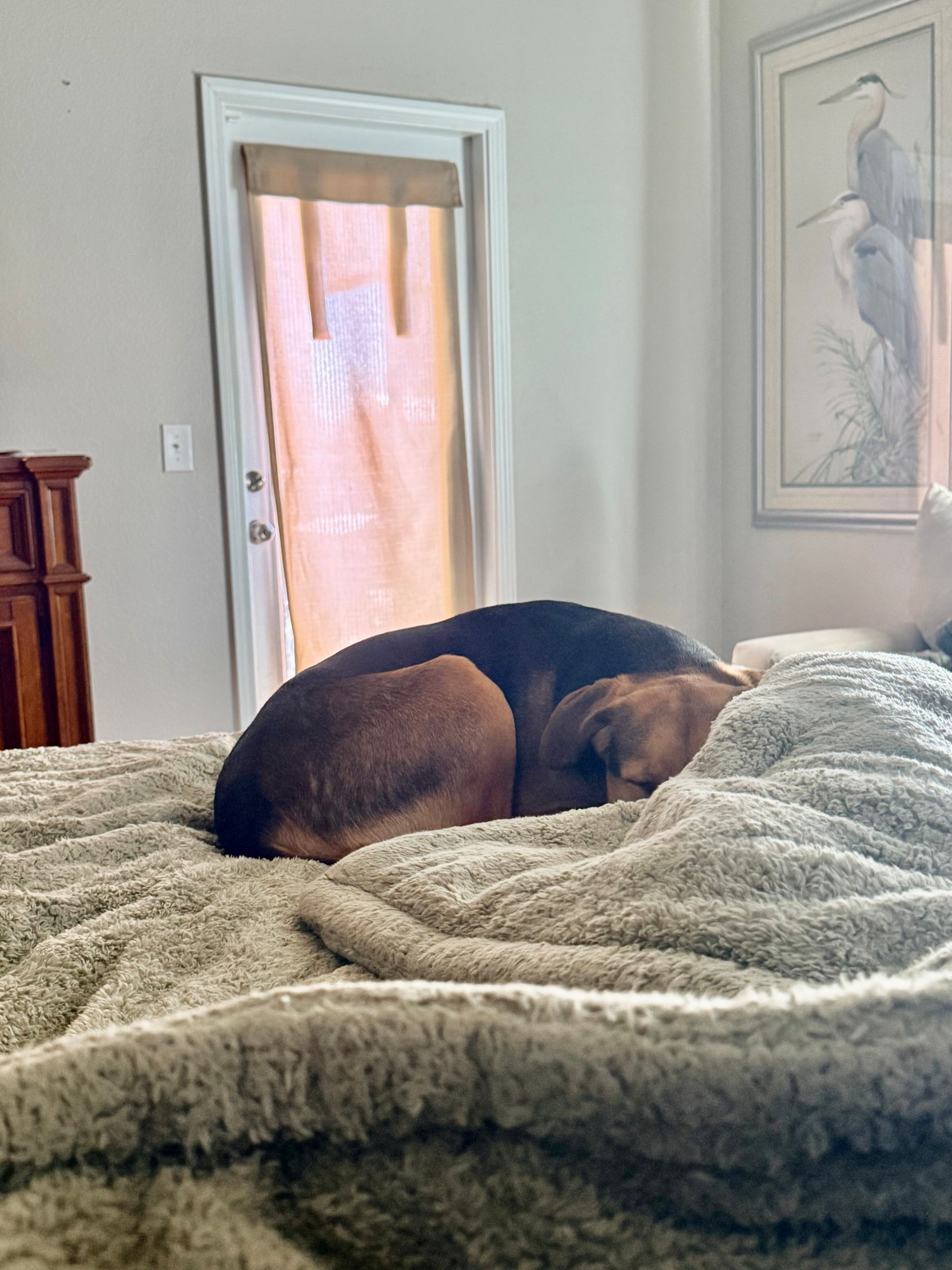 Our entire household is obsessed with our coma inducer comforter 😅 

#LTKHome #LTKdayinmylife #LTKmorningroutine