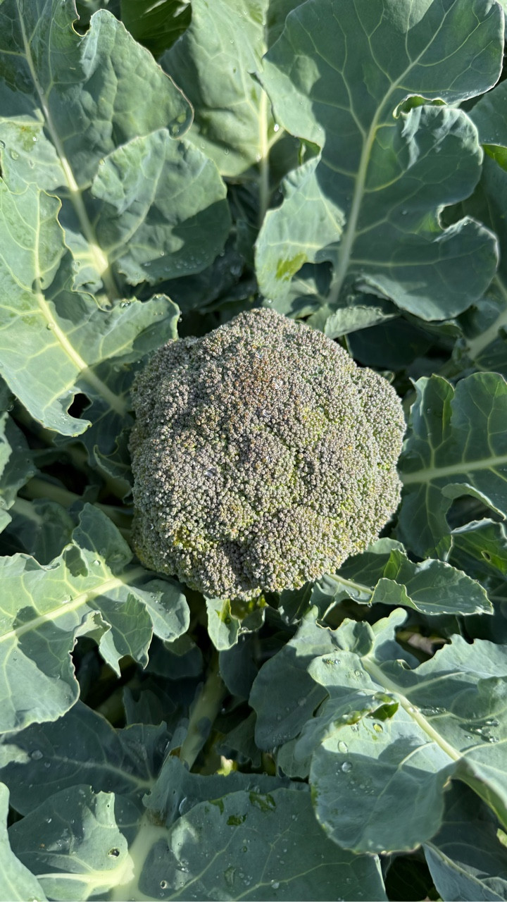 🌱 Planting a fall crop of broccoli today… with my little “helper” 🐶 by my side. Gardening with a puppy means twice the dirt, twice the laughs, and hopefully just as much broccoli come harvest time! 🥦✨

#fallplanting #fallcrops #backyardgardening