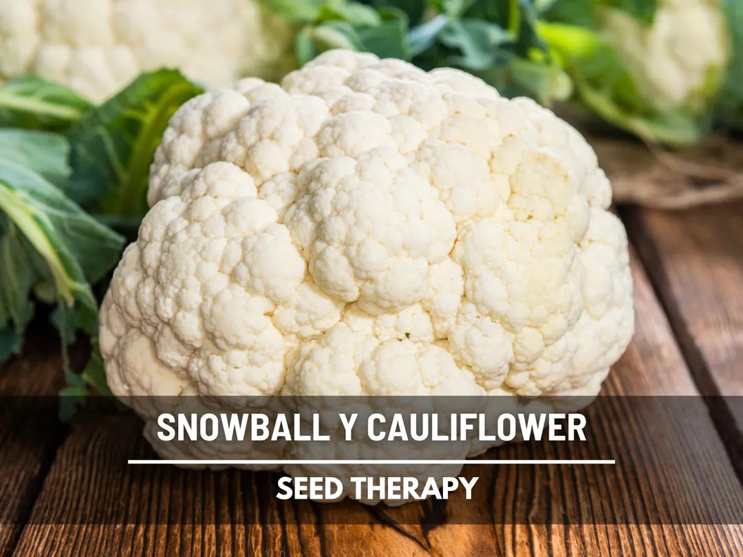 Snowball Y Cauliflower Seeds - Heirloom, Non-gmo, Open Pollinated (200 Seeds) - Etsy | Etsy (US)