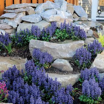 Spring Hill Nurseries Chocolate Chip Ajuga Groundcover Perennial - Trailing Growth Habit, Blue Bl... | Lowe's