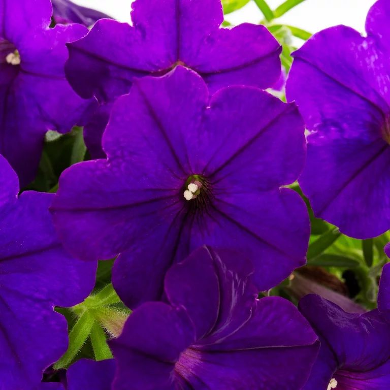 Expert Gardener 1.5G Purple Petunia Trailing Annual Live Plant (1 Pack) with Hanging Basket | Walmart (US)