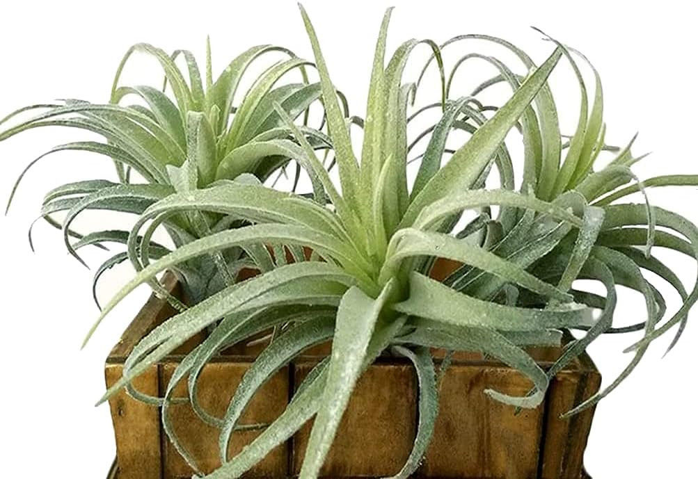 Artificial Air Plants Faux Succulents Plants Unpotted Small Tillandsia Look Real in Flocked Green Premium Crafting DIY Floral Decor for Home Garden Office Party, 3 pcs | Amazon (US)
