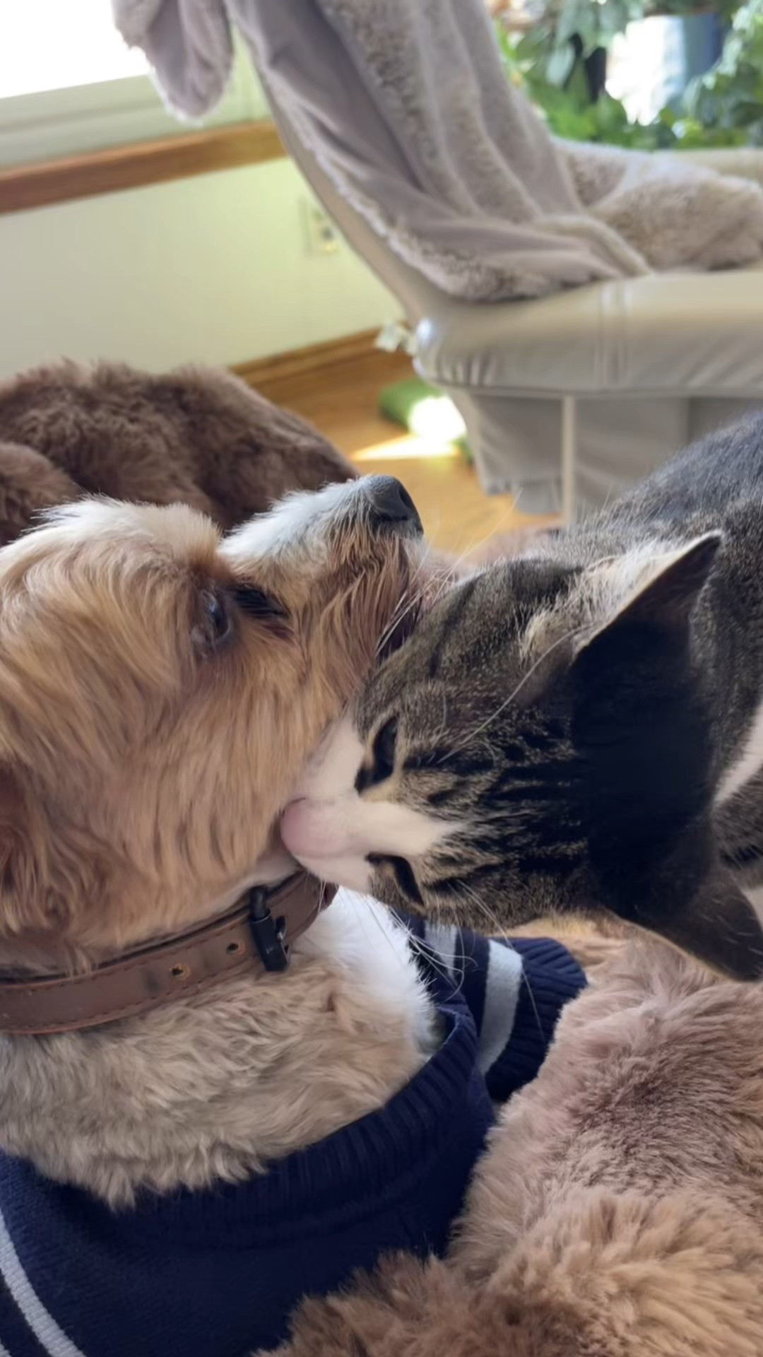 Happy National Pet Day! 
Cat Coraline has a little Vampire in her and she practices on Bleu. 
Our 3 loves are pretty spoiled but they provide endless kisses and entertainment  

#LTKWatchNow #LTKGiftGuide #LTKPets