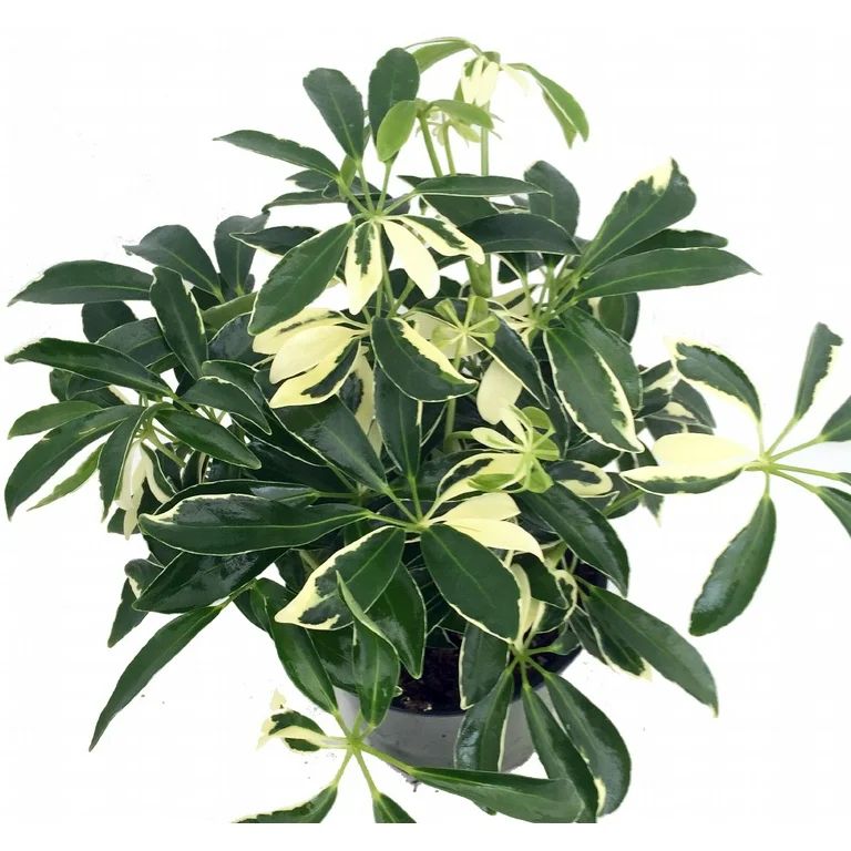 Moondrop Creme & Green Hawaiian Schefflera Plant - Great Indoors - 3.5" Pot | Walmart (US)