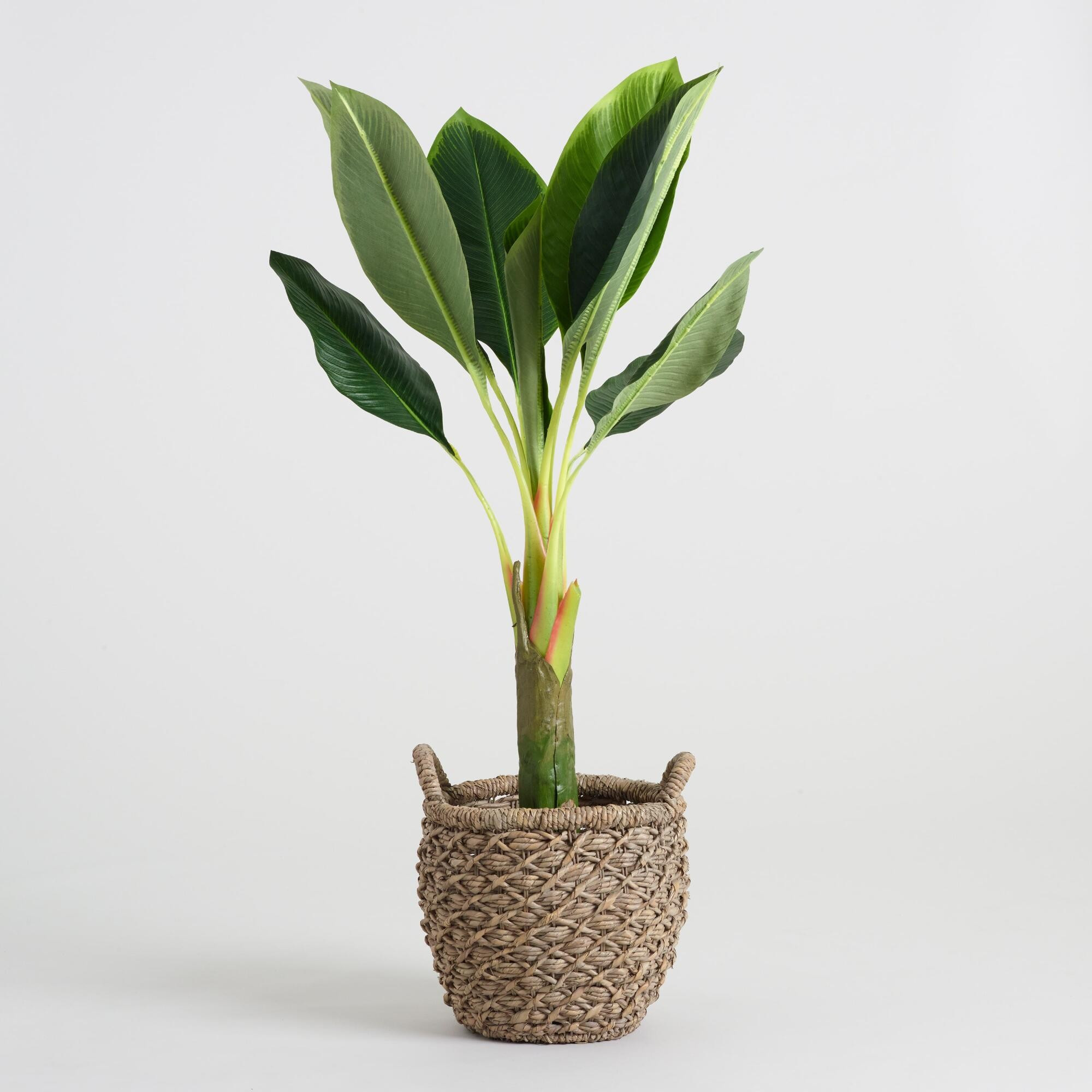 Faux Single Stalk Banana Tree by World Market | World Market