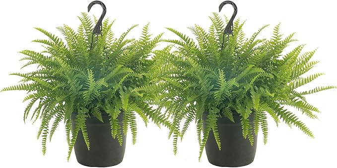 Costa Farms Ferns (2 Pack), Live Premium Boston Fern Plants in Hanging Basket Planters, Houseplan... | Amazon (US)