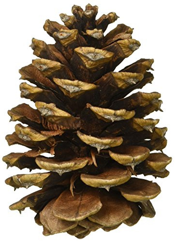 Ponderosa Pine Cones 8/Pkg-Natural | Amazon (US)