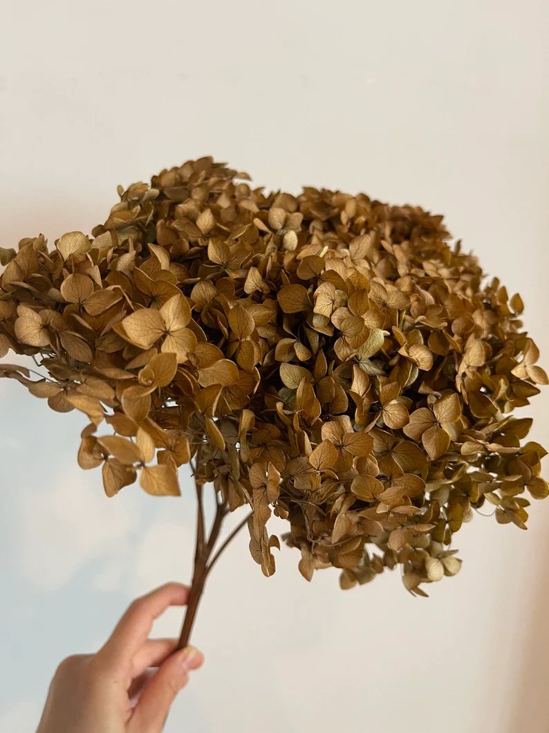 Preserved Hydrangea Mocha, Brown Color, DYI Resin, Home Decoration Dimension 20-22cm - Etsy | Etsy (US)