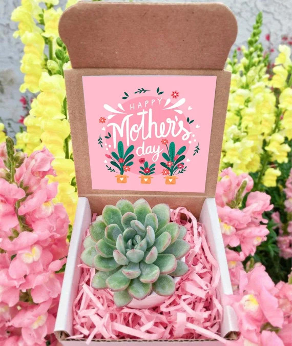 Mothers day succulent gift box Mothers day gift Thinking Of | Etsy | Etsy (US)