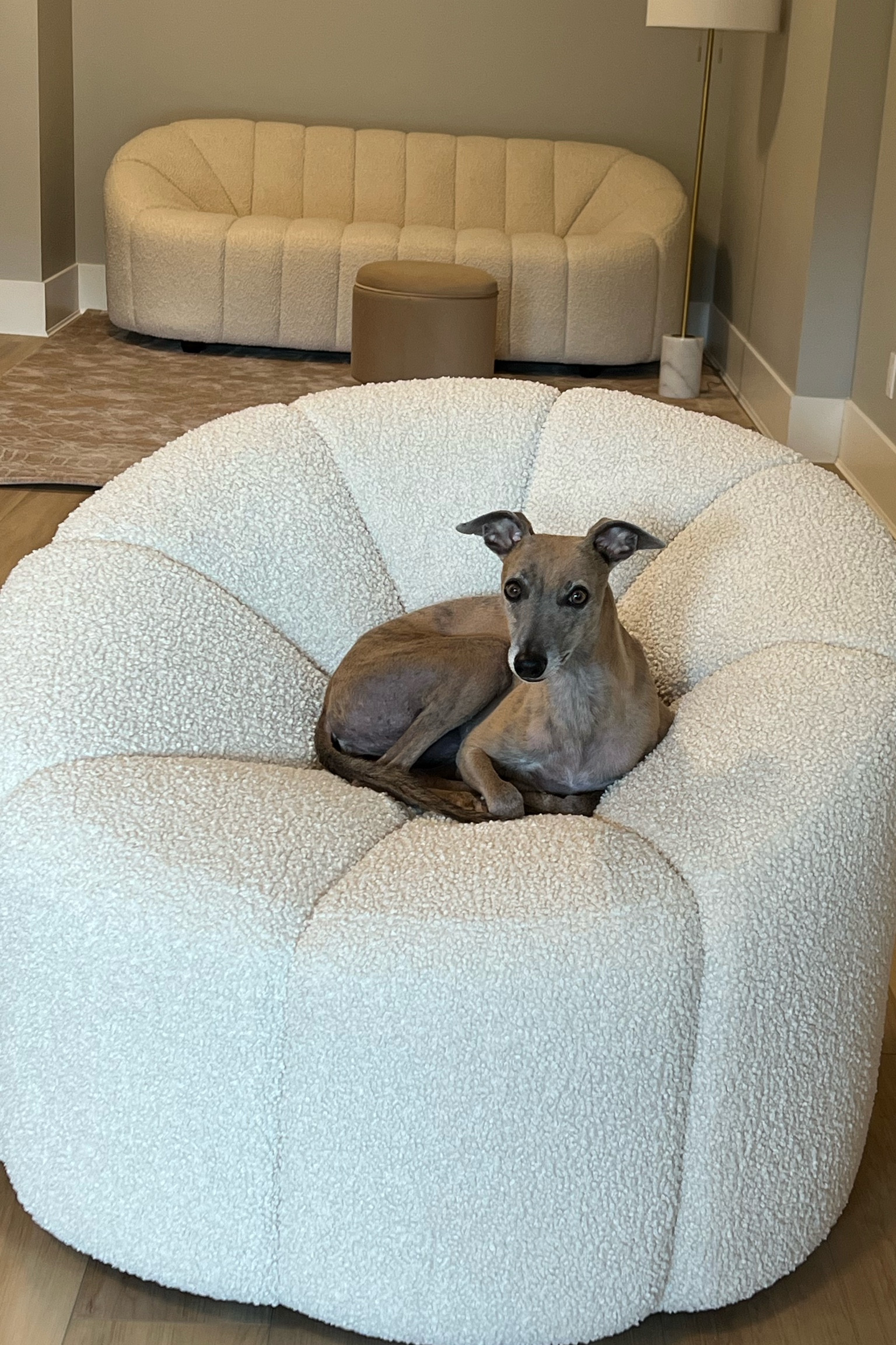 *patiently waiting for our scheduled meeting* 
Kona approves! 
Building out my home office is just beginning. The chair is sold out but I’ve found a similar one.
#WFH #HomeOffice

#LTKhome