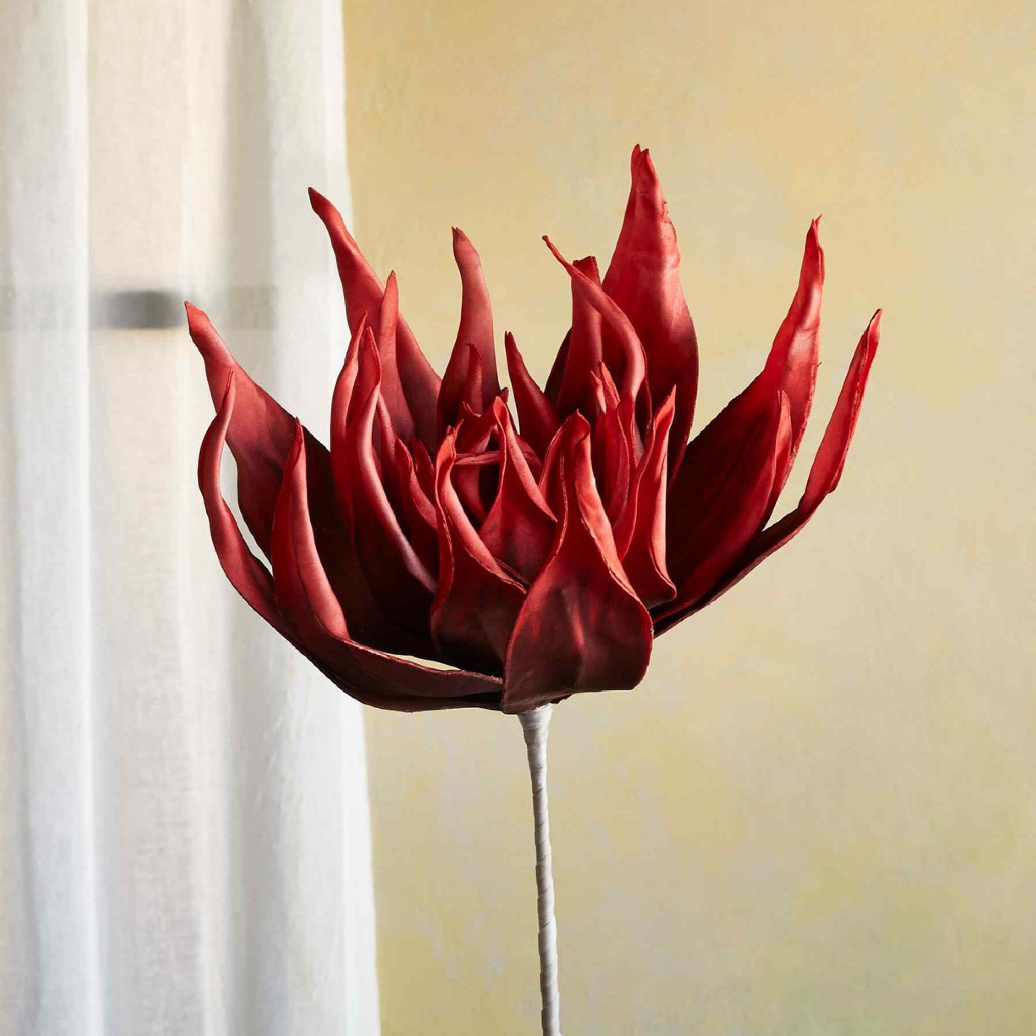 Sundance red flower botanicals