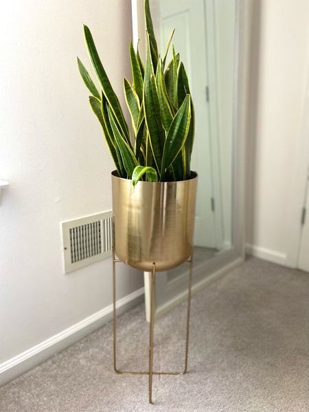 Gold planter. Elevate your space by giving your plants a new elegant planter. Snake plants. 

#LTKunder100 #LTKhome #LTKFind