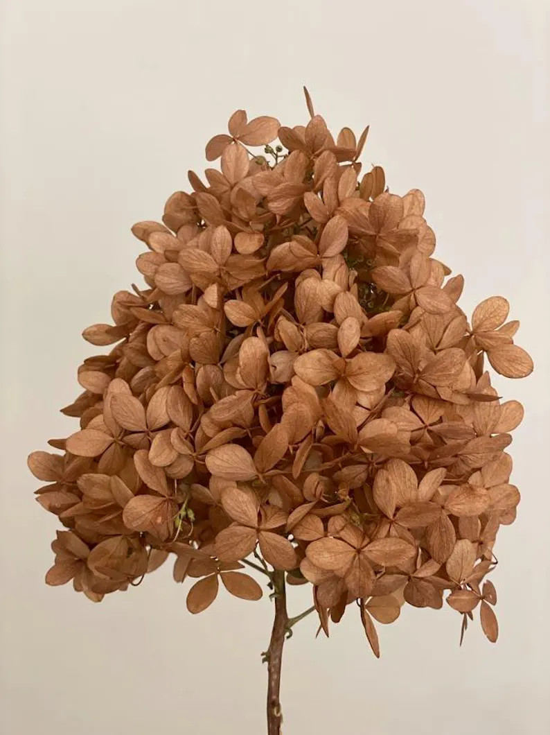 4 LARGE Desert Orange Hydrangeas - Etsy | Etsy (US)