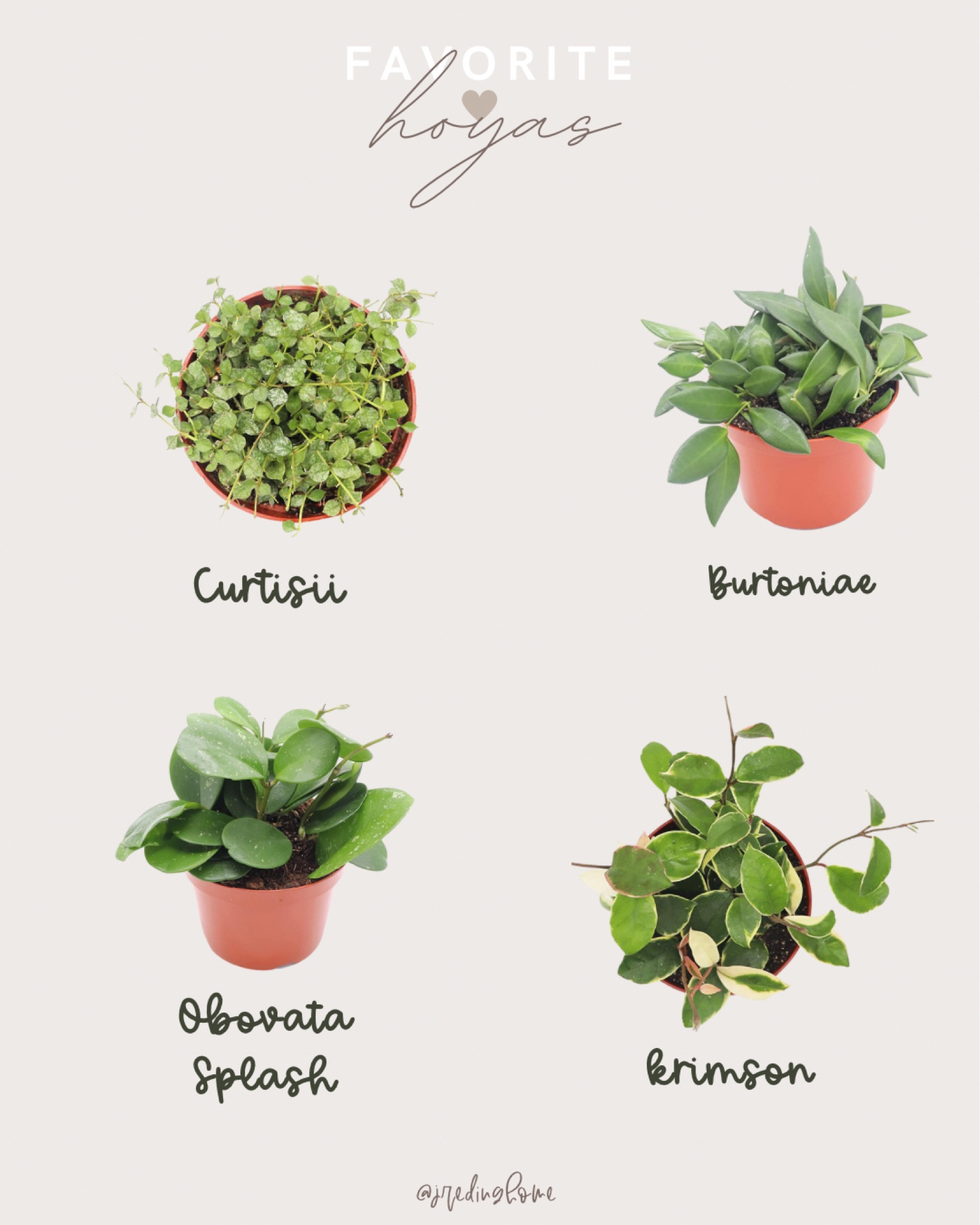 House plants are some of my favorite decorating staples. Lately I’ve been obsessed with Hoyas. Here are doing of my favorite Hoyas that you can actually order online 

#LTKSeasonal #LTKhome