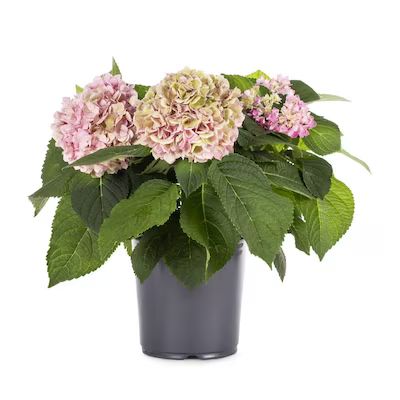 Multicolor Hydrangea Flowering Shrub in 2.5-Quart Pot | Lowe's