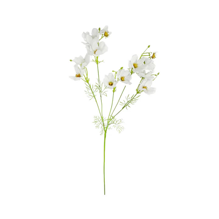 White Cosmos | Heritage House