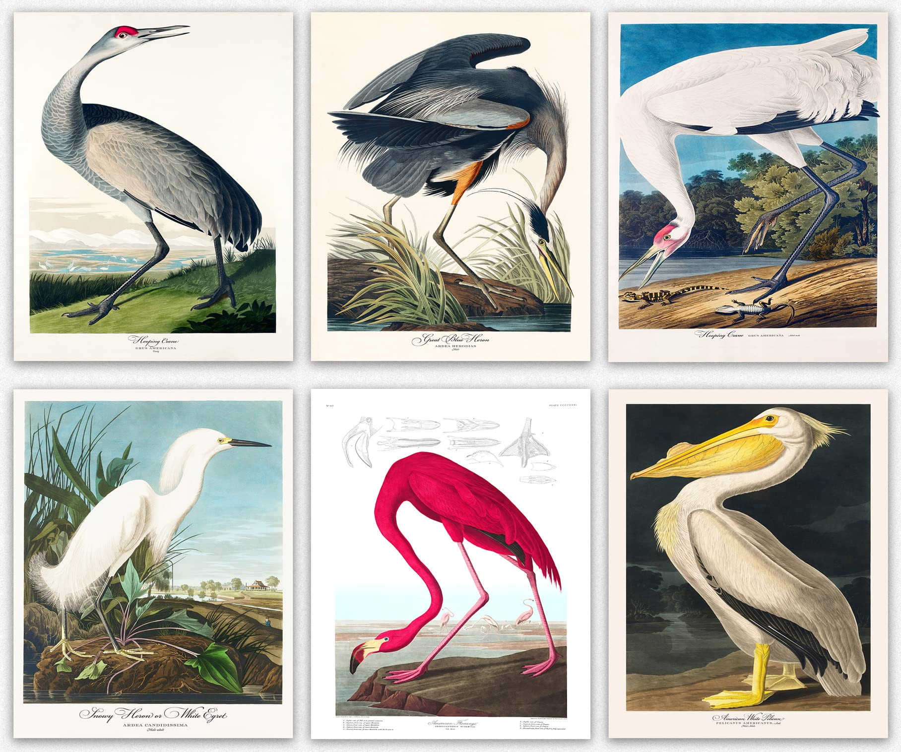 Bird Wall Art & Vintage Bird Wall Decor / Audubon Bird Poster, Great Home Audubon Birds Decor / T... | Amazon (US)
