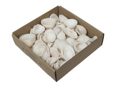 800g Muscheln natur weiß ca. 2-8cm mix  | eBay.de | eBay DE
