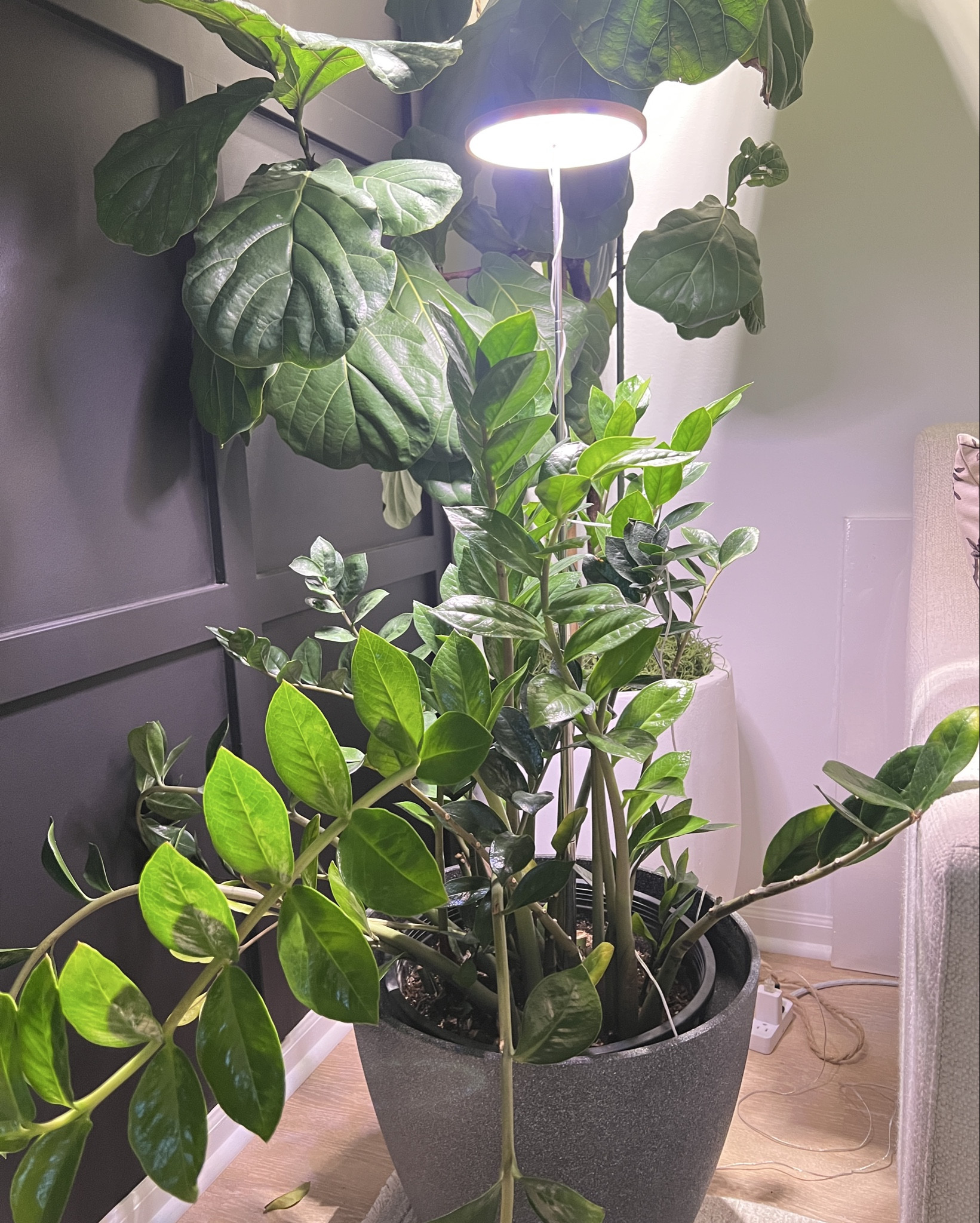 Grow lights!!!

Plant parents!  Must haves for your plant babies during the winter  

#LTKStyleTip #LTKHome #LTKSeasonal