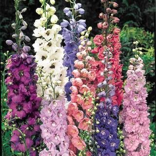 Spring Hill Nurseries Multi-Colored Flowers Delphinium Mixture Live Bareroot Perennial Plants (3-... | The Home Depot