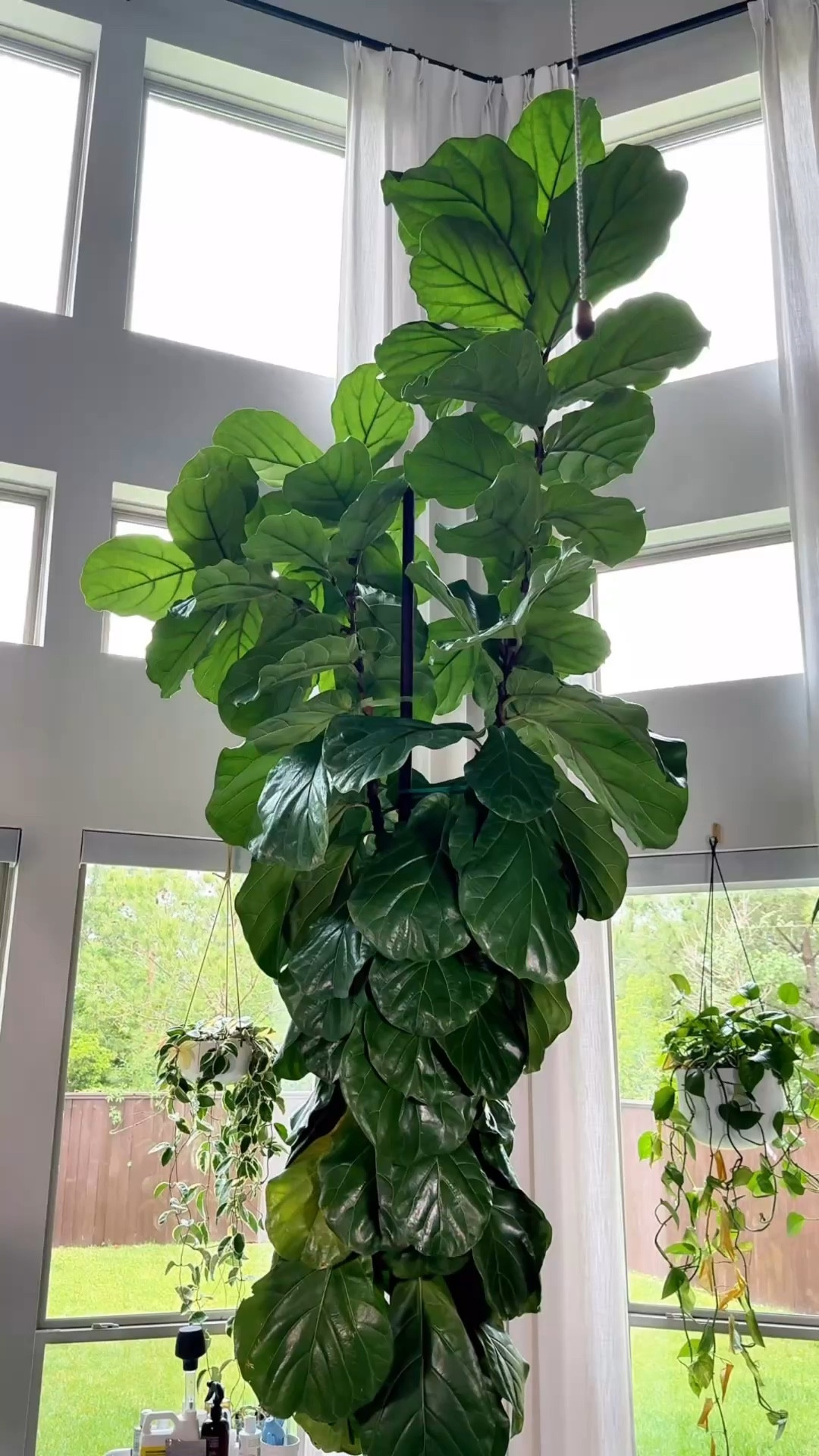 Fiddle leaf figs have a reputation for being difficult — but once you nail your watering routine they are so rewarding 🌿 This is exactly what works for mine.

#houseplants #fiddleleaffig #plantcare #plantmom #houseplantcommunity
fiddle leaf fig care | how to water a fiddle leaf fig | fiddle leaf fig watering routine”

#LTKHome #LTKdayinmylife #LTKSeasonal