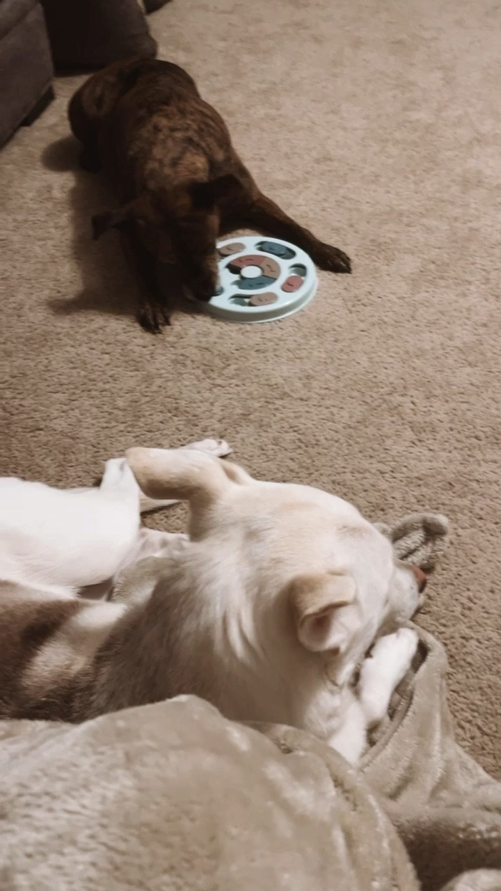 Dog puzzles - one loves it & one waits until we leave the room 😂

#LTKFind #LTKfamily #LTKGiftGuide