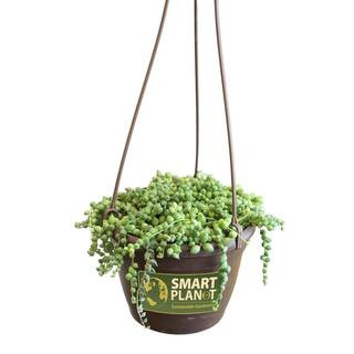 6 in. Assorted String of Pearls Hanging Basket Plant | The Home Depot